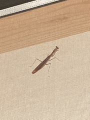 Statilia maculata maculata