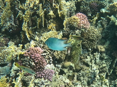 Amblyglyphidodon indicus