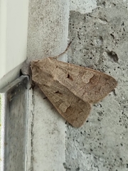 Ammoconia caecimacula