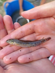 Cobitis paludica