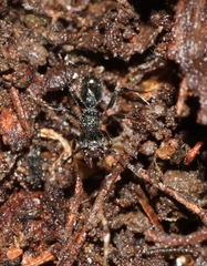 Rhytidoponera victoriae