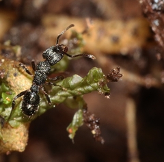 Rhytidoponera victoriae