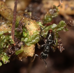 Rhytidoponera victoriae