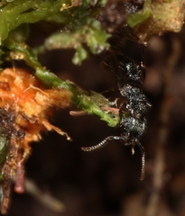 Rhytidoponera victoriae