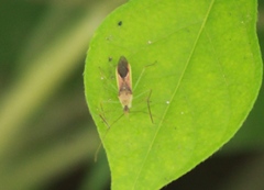 Zelus renardii