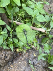 Anisogomphus caudalis