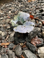 Lactarius indigo