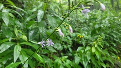 Lobelia amoena