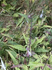 Cirsium heterophyllum