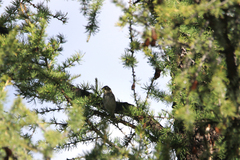 Emberiza
