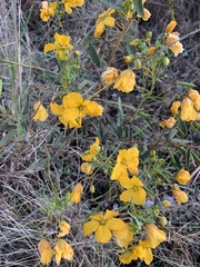 Senna roemeriana