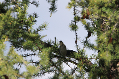 Emberiza