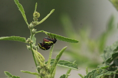 Calligrapha serpentina