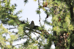 Emberiza