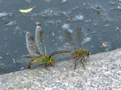 Anax parthenope julius