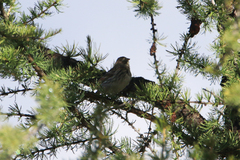 Emberiza