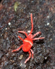 Trombidioidea