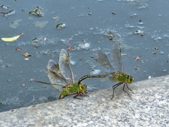 Anax parthenope julius