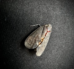 Penthicodes pulchellus