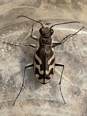 Cicindela tranquebarica