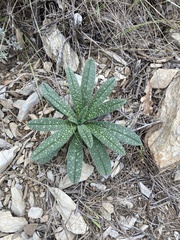 Echium