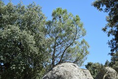 Pinus pinea