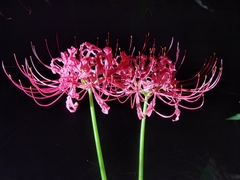 Lycoris radiata