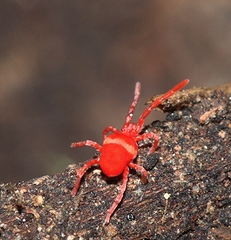 Trombidioidea