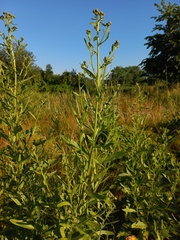 Cirsium arvense integrifolium