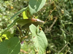 Tettigonia