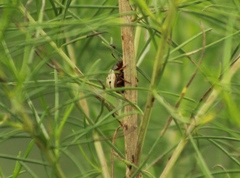 Leptinotarsa lineolata