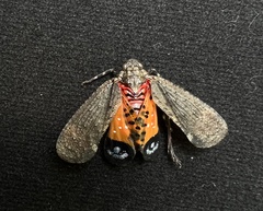 Penthicodes pulchellus