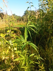 Cannabis sativa