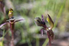 Chiloglottis trapeziformis