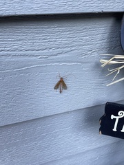 Enicospilus americanus-complex