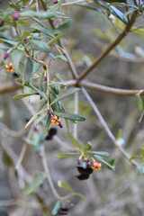 Pittosporum bicolor