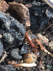 Lithobiomorpha