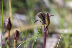 Chiloglottis trapeziformis