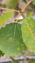 Eriophyes diversipunctatus