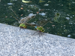 Anax parthenope julius