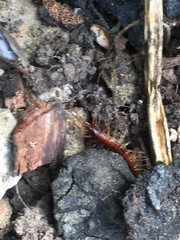 Lithobiomorpha