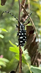 Trenetica lacrymans