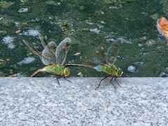 Anax parthenope julius