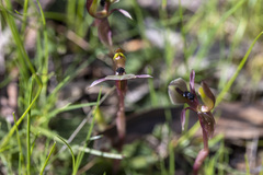 Chiloglottis trapeziformis