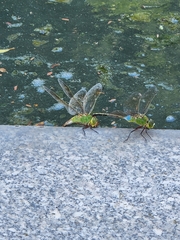 Anax parthenope julius