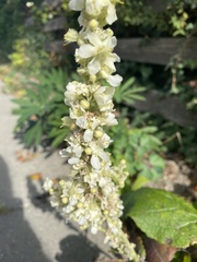 Verbascum lychnitis
