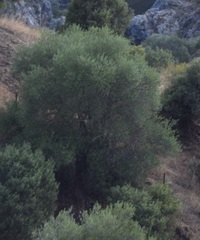 Juniperus oxycedrus