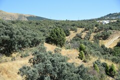 Quercus rotundifolia