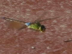 Anax parthenope