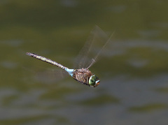 Anax parthenope